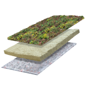 sedum